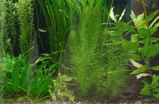 Impression 1 - Aquaria St. Gallen