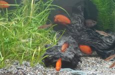 Impression 2 - Aquaria St. Gallen