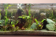 Impression 0 - Aquaria St. Gallen