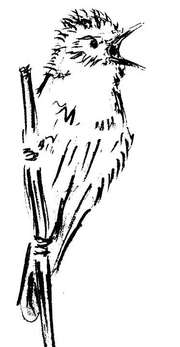 Logo - Andelfinger Naturschutzverein